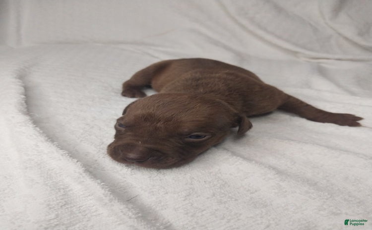 American Bully dogs for sale - Ad 1