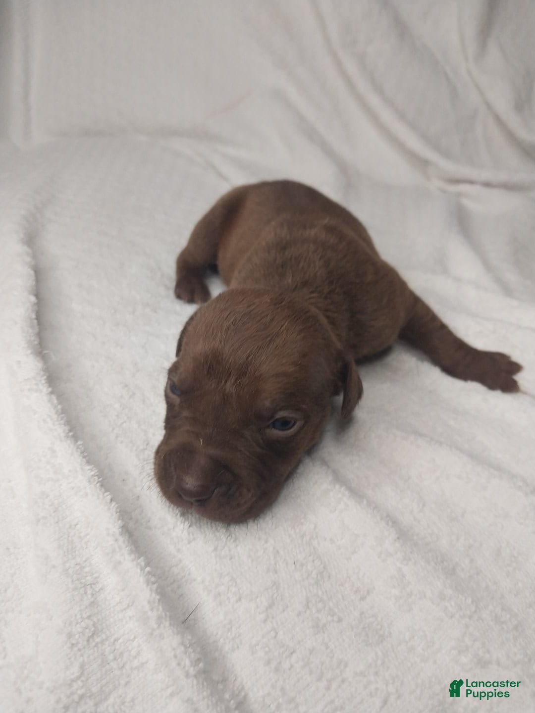 American Bully dogs for sale: Nestle - Image 1