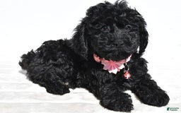 Cockapoo dogs for sale: Sheila - Image 6
