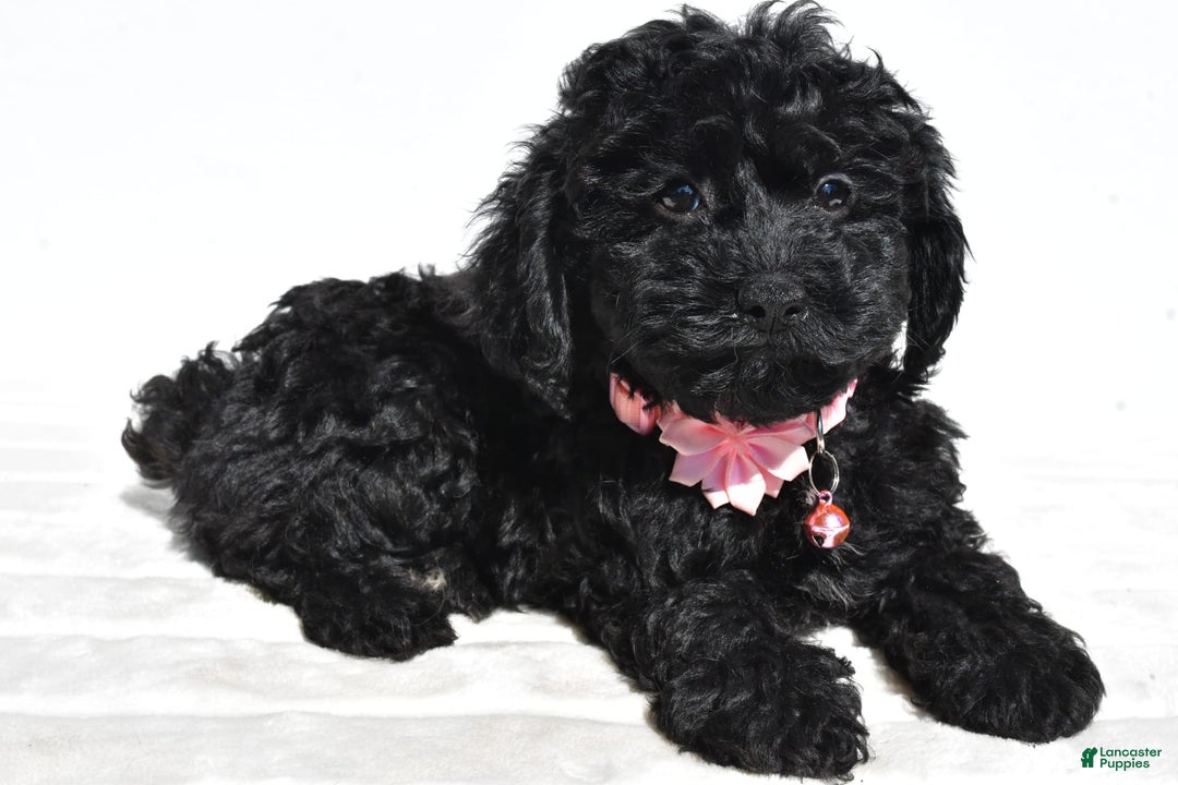 Cockapoo dogs for sale: Sheila - Image 6