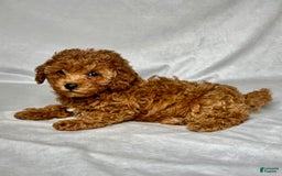 Miniature Poodle dogs for sale: Angel - Image 4