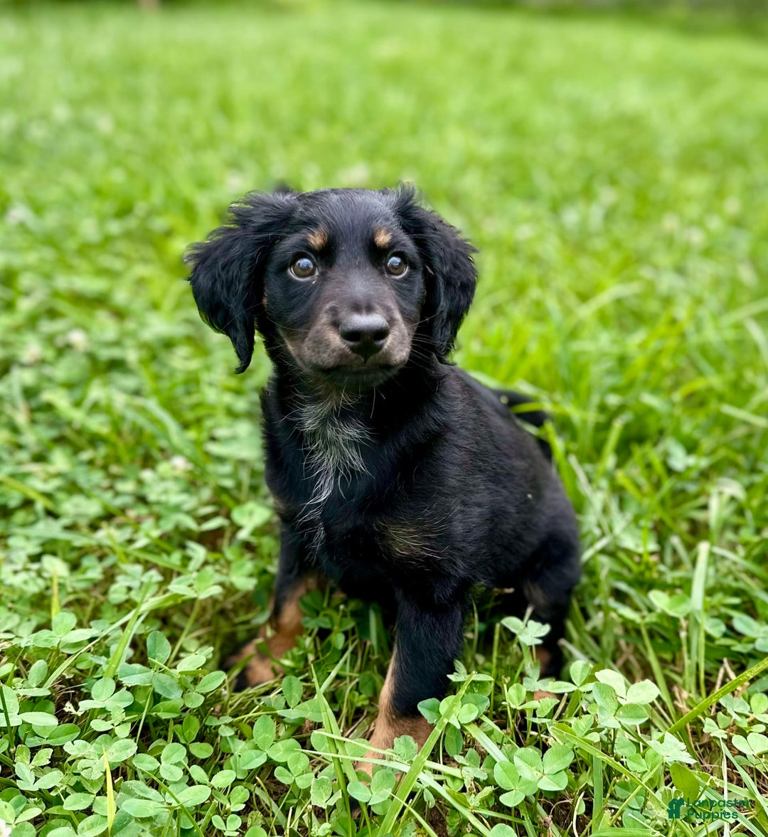 Dachshund dogs for sale: Molasses - Image 12