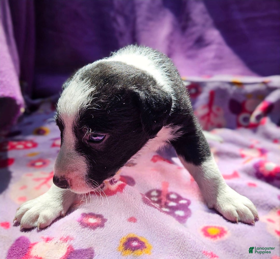 Border Collie dogs for sale: Fang - Image 3