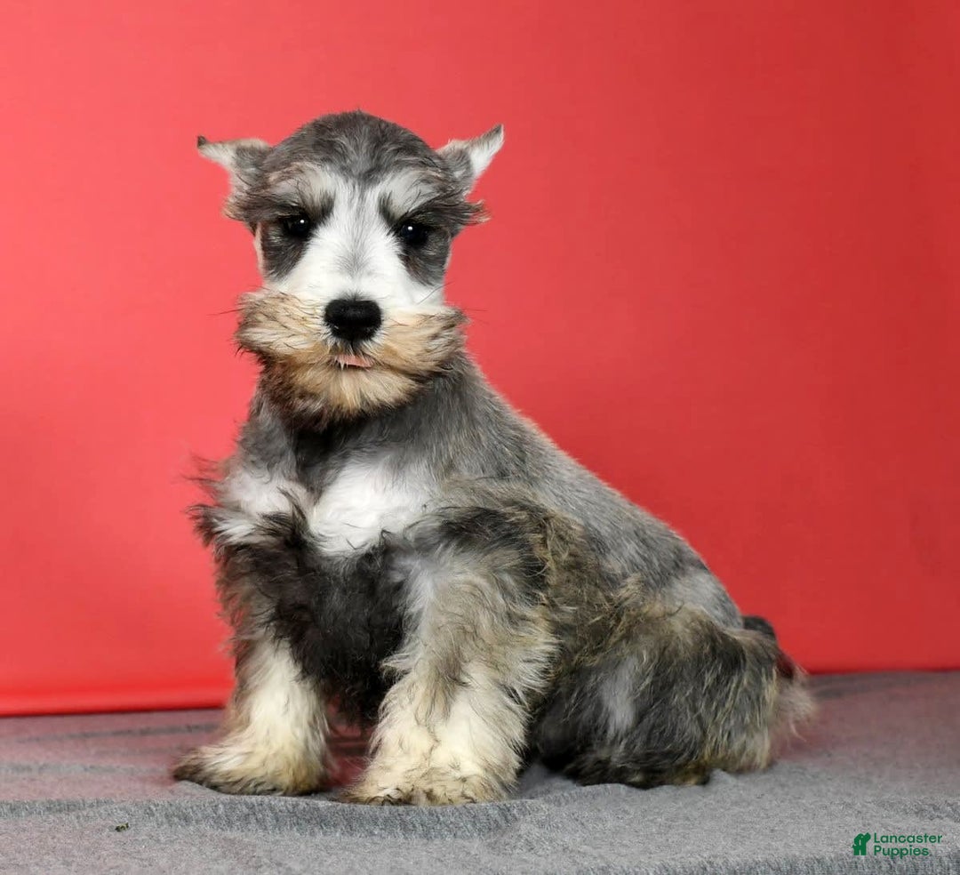 Miniature Schnauzer dogs for sale: Winston - Image 6