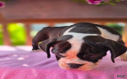 English Bulldog dogs for sale: Petunia - Image 7