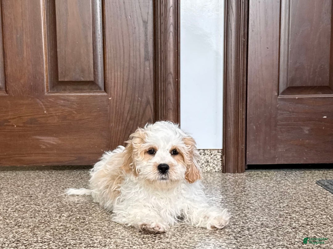 Havanese dogs for sale: George - Image 12