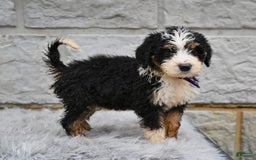 Bernedoodle dogs for sale: Findley - Image 3