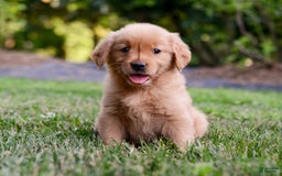 Golden Retriever dogs for sale: Penelope - Image 6