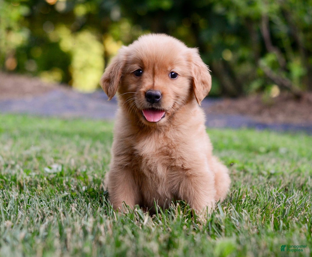 Golden Retriever dogs for sale: Penelope - Image 6