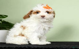 Miniature Poodle dogs for sale: Azalea - Image 3