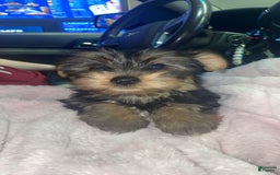 Yorkshire Terrier dogs for sale: Charlie - Image 2