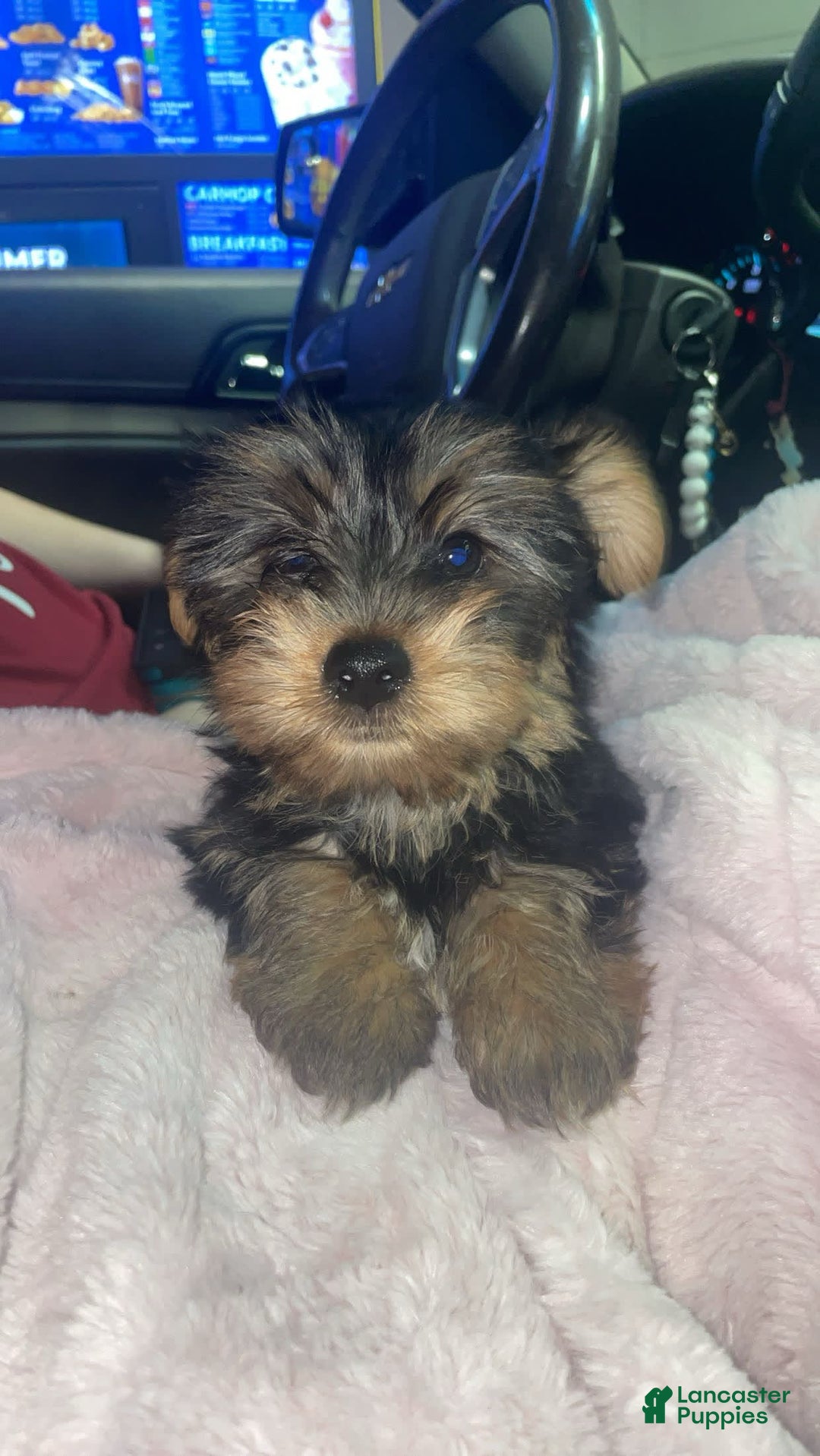 Yorkshire Terrier dogs for sale: Charlie - Image 2