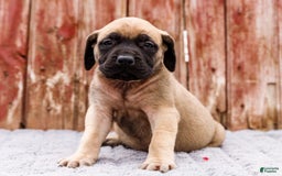 English Mastiff dogs for sale: Hazel - Image 4
