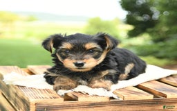 Yorkshire Terrier dogs for sale: Barkley - Image 7