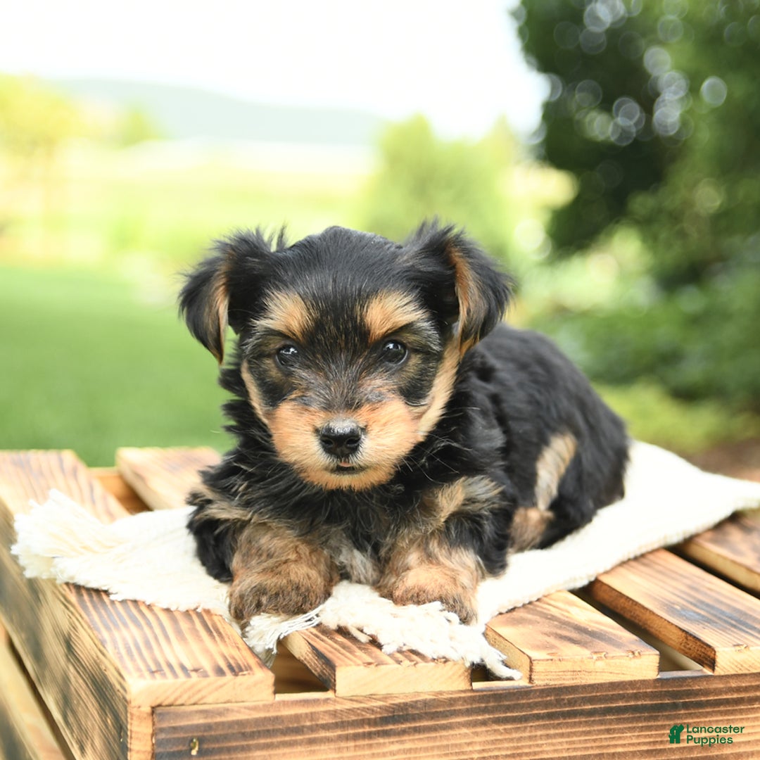 Yorkshire Terrier dogs for sale: Barkley - Image 7
