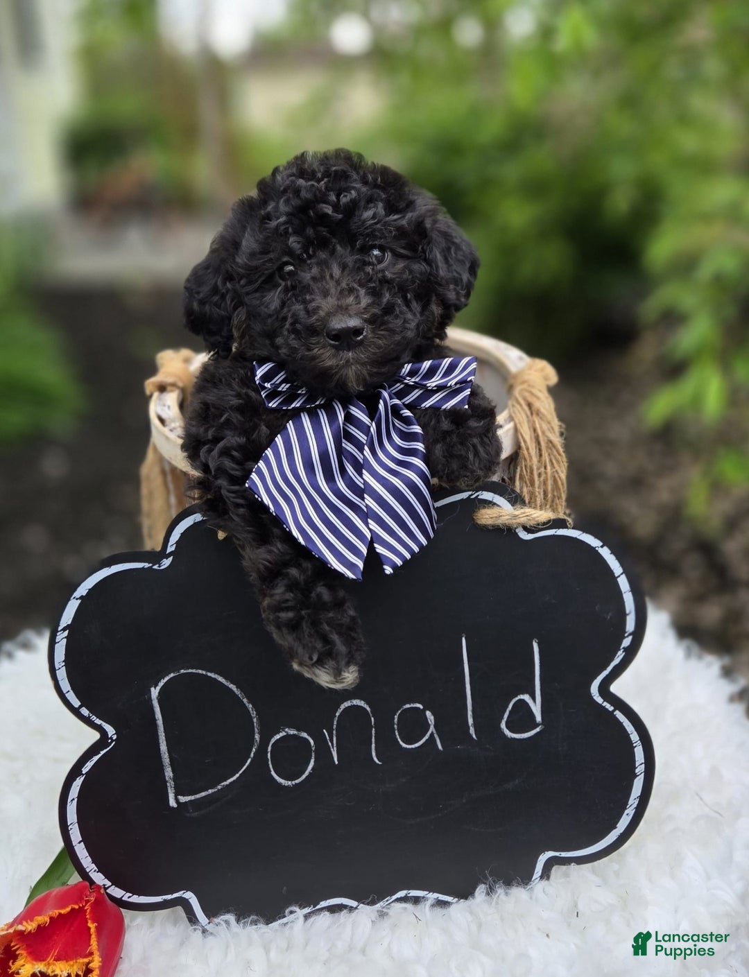  dogs for sale: Donald - Image 2