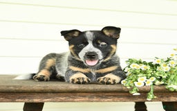 Australian Cattle Dog dogs for sale: Muffin - Image 10
