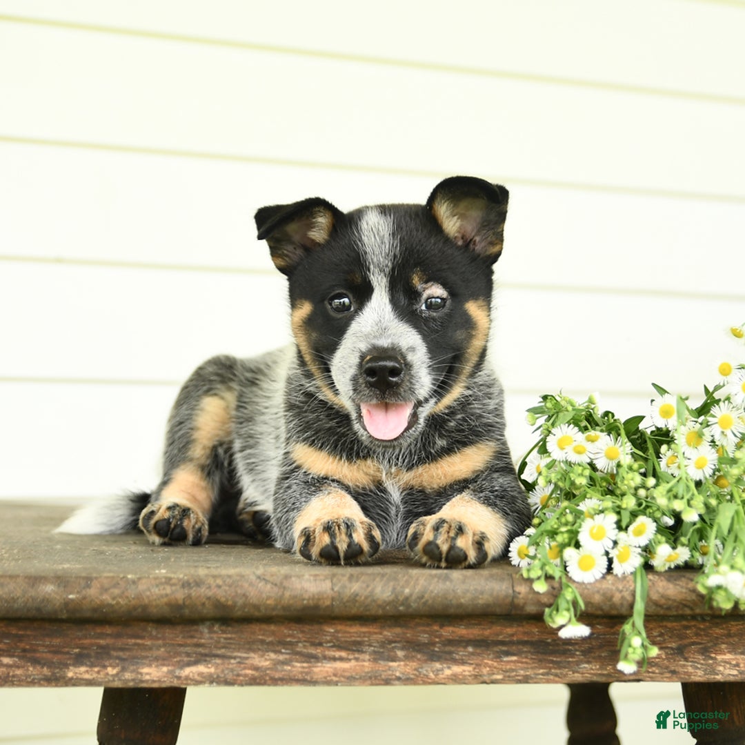 Australian Cattle Dog dogs for sale: Muffin - Image 10