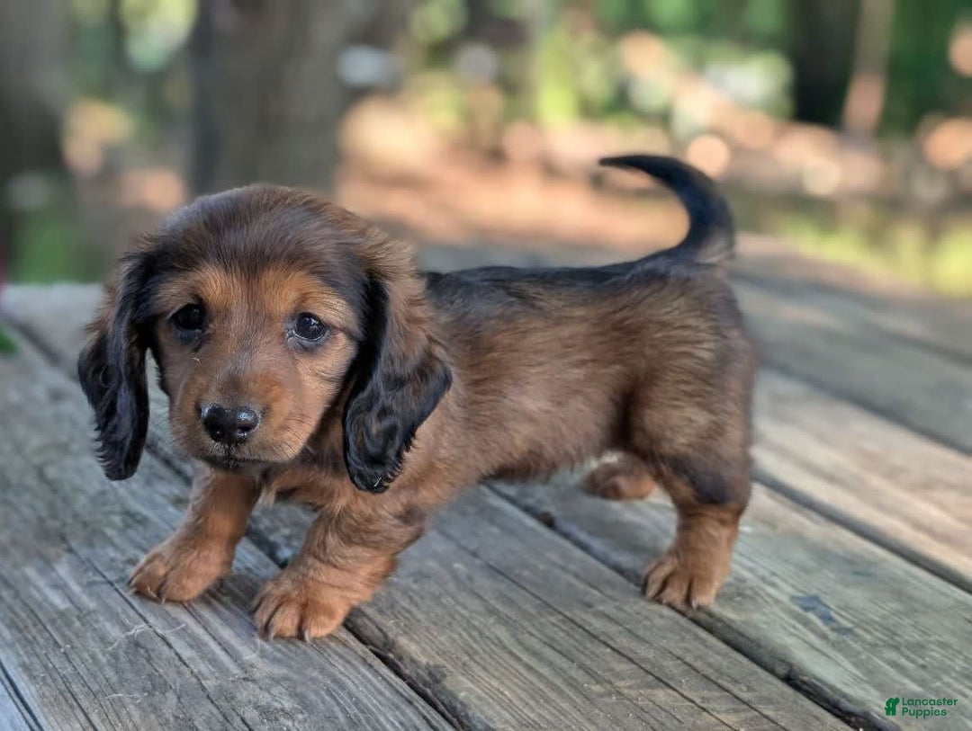 Dachshund dogs for sale: Evie - Image 9