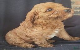 Cockapoo dogs for sale: Biscuit - Image 5