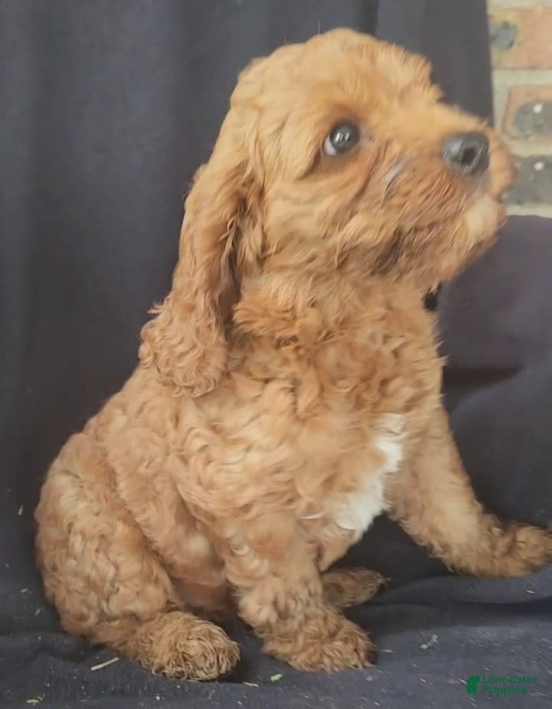 Cockapoo dogs for sale: Biscuit - Image 5