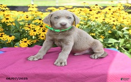 Labrador Retriever dogs for sale: Cody - Image 1