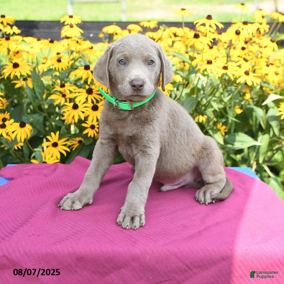 Labrador Retriever dogs for sale: Cody - Image 1