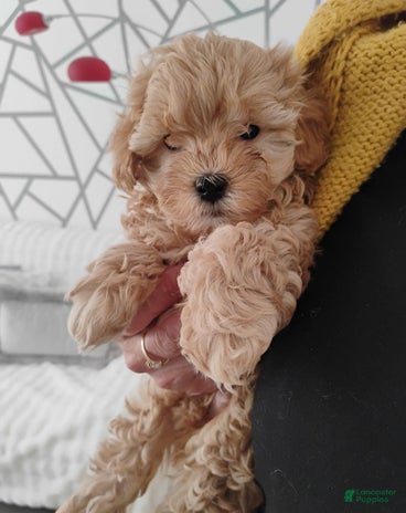 Maltipoo dogs for sale - Ad 1