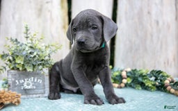 Cane Corso dogs for sale: Flick - Image 2
