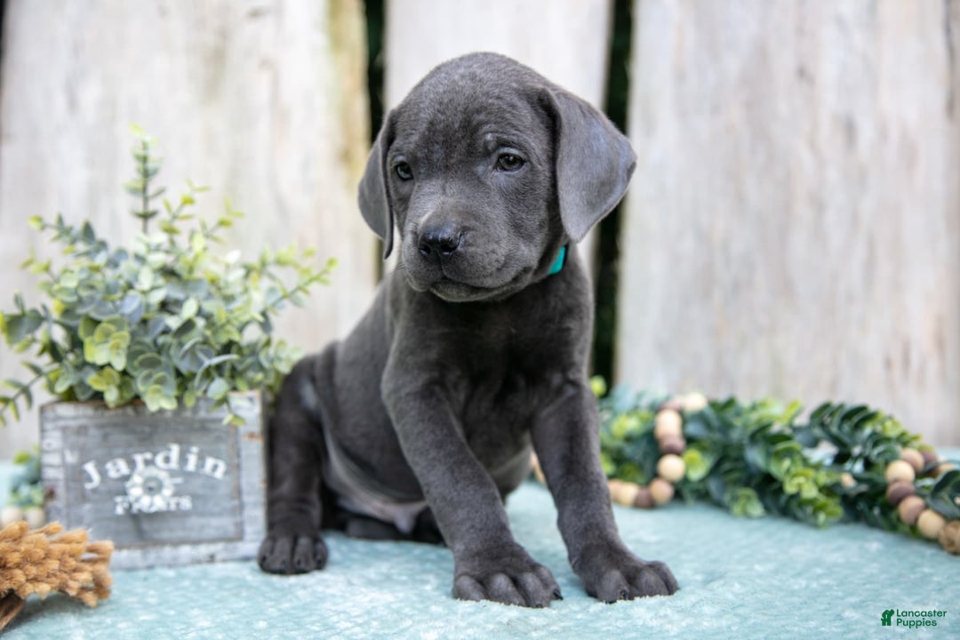 Cane Corso dogs for sale: Flick - Image 2