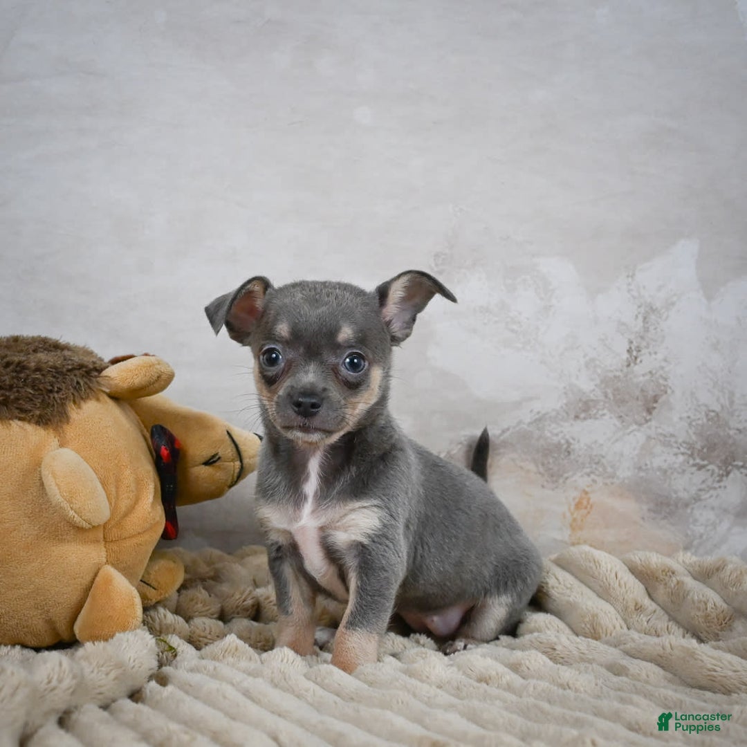 Chihuahua dogs for sale: Sally - Image 7