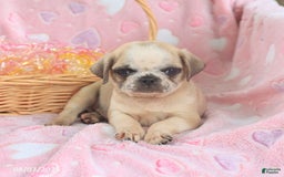 Pug dogs for sale: Archie - Image 4