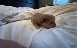 Pomeranian dogs for sale: Cookie Doe - Image 1