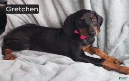 Doberman Pinscher dogs for sale: Grechen - Image 5