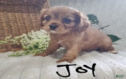 Cavalier King Charles Spaniel dogs for sale: Joy - Image 14