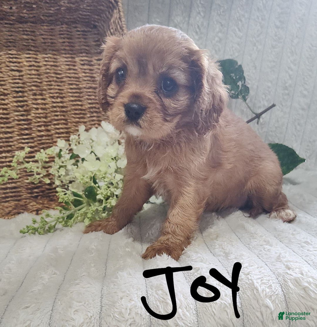 Cavalier King Charles Spaniel dogs for sale: Joy - Image 14