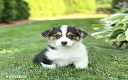 Welsh Corgi Pembroke dogs for sale: Frisky - Image 5