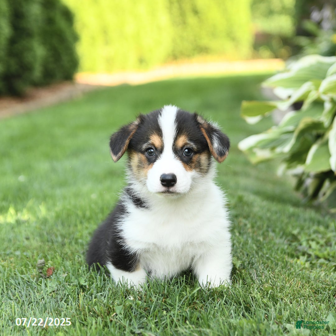 Welsh Corgi Pembroke dogs for sale: Frisky - Image 5
