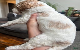 Goldendoodle dogs for sale: Muffin - Image 2