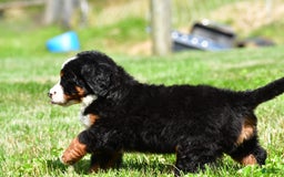 Bernese Mountain Dog dogs for sale: Bluebell - Image 5