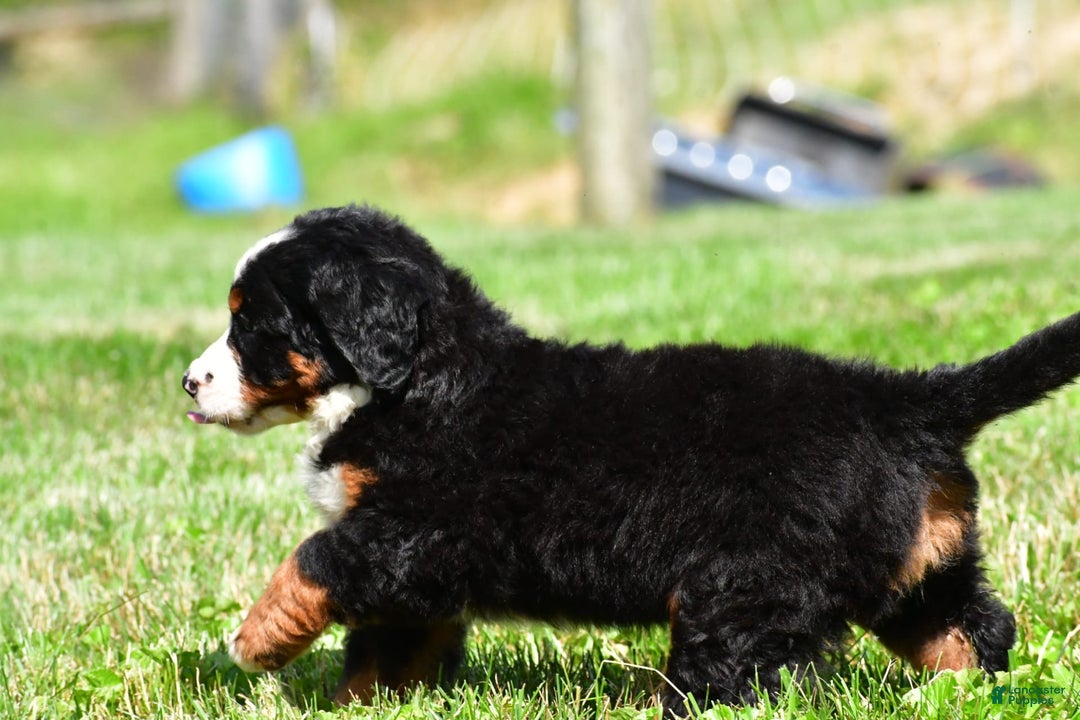 Bernese Mountain Dog dogs for sale: Bluebell - Image 5