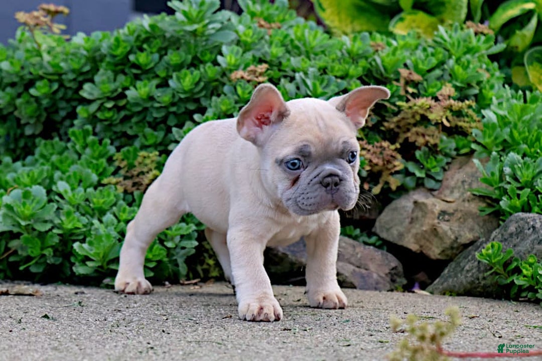 French Bulldog dogs for sale: Emma - Image 8