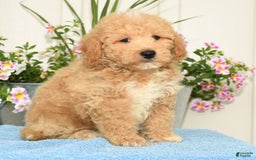 Bichpoo dogs for sale: Shawn - Image 7