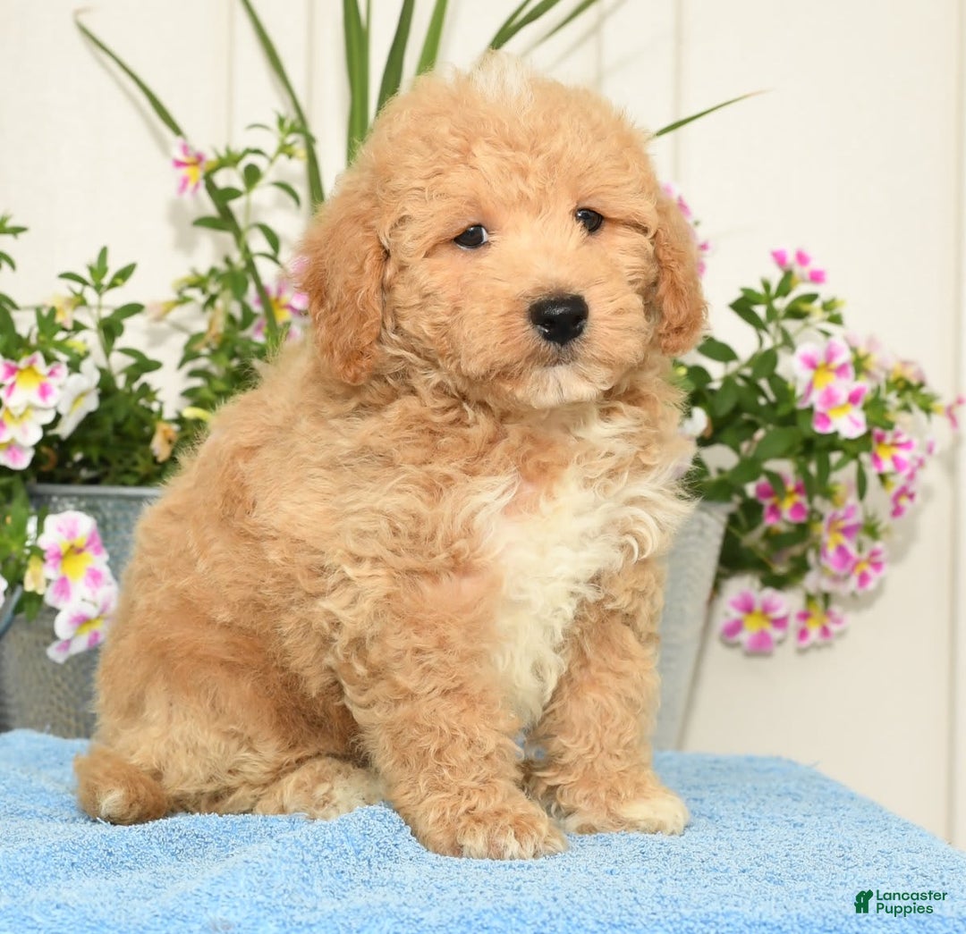 Bichpoo dogs for sale: Shawn - Image 7