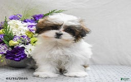 Shihpoo dogs for sale: Moose - Image 7