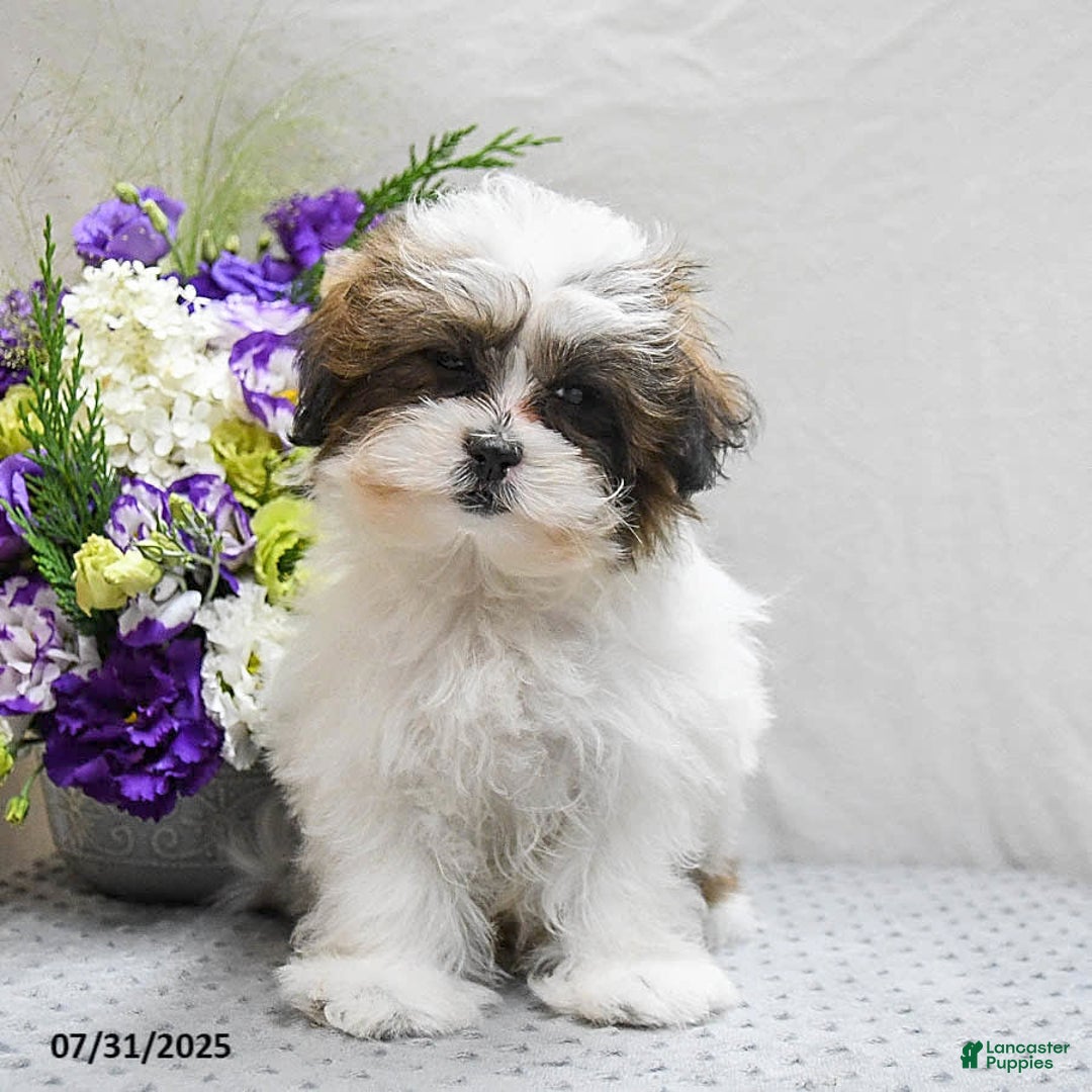 Shihpoo dogs for sale: Moose - Image 7