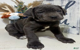 Cane Corso dogs for sale: Apollo - Image 1