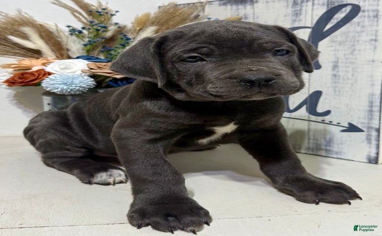 Cane Corso dogs for sale - Ad 5