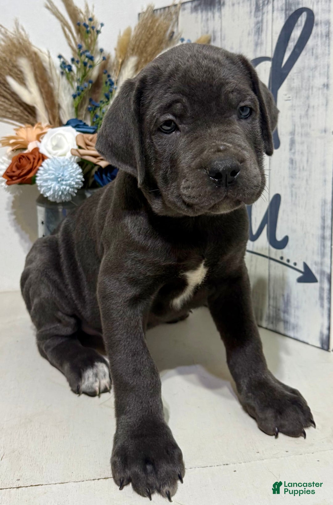 Cane Corso dogs for sale: Apollo - Image 1