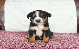 Greater Swiss Mountain Dog dogs for sale: Harvey - Image 10